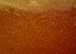 biotopliva iz drozhzhevyh kletok